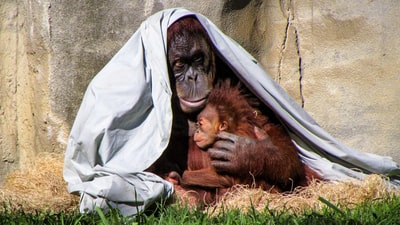 红毛猩猩抱着他的孩子